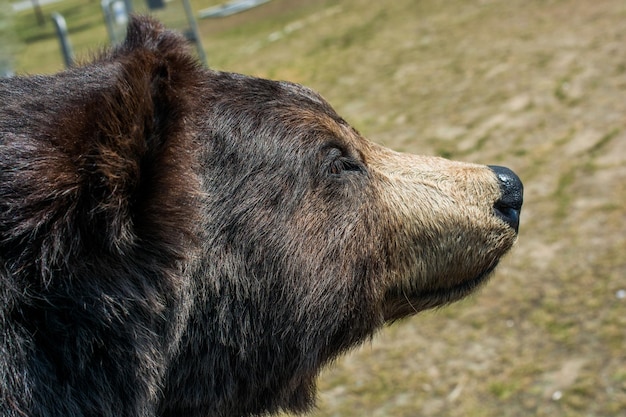 野生動物として大きなツキノワグマの頭のぬいぐるみ