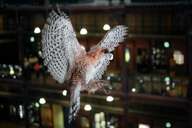 Stuffed bird with widely spread wings.