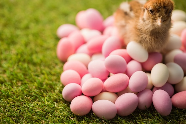 Stuffed chick with easter eggs 