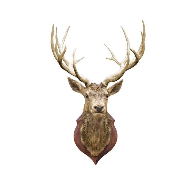 Stuffed deer head isolated on white with clipping path