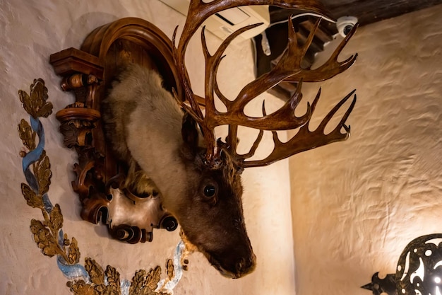 Stuffed deer head on the wall of hunter house