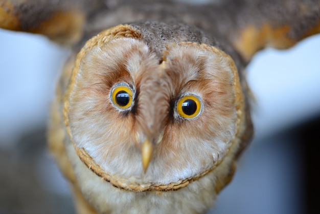 Stuffed owl detail