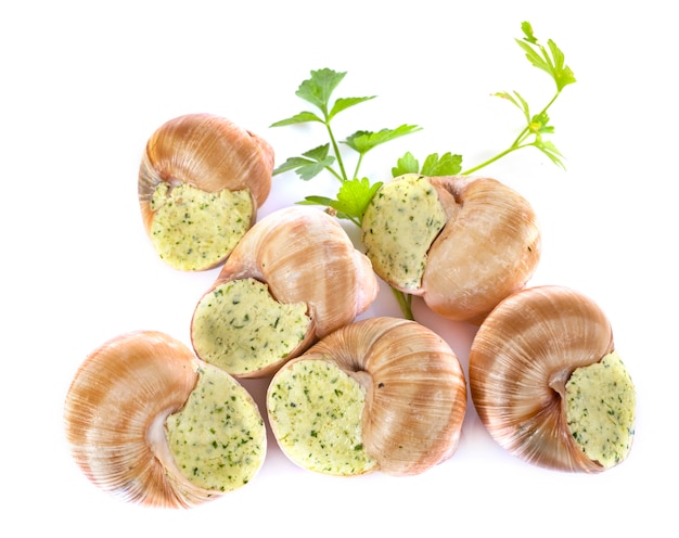 stuffed snails in studio