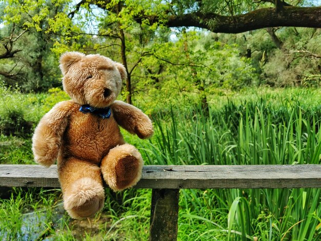 Foto giocattolo di peluche sul campo