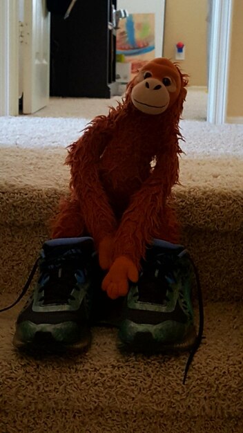 Photo stuffed toy and shoes on carpet at home