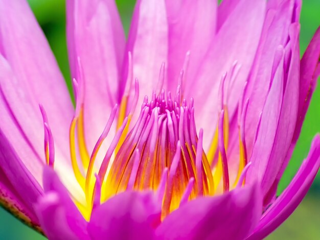 Stuifmeel en bloemblaadjes van roze lotusbloemen van macro