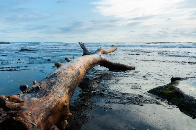 Foto stuk van drijfhout op zandstrand