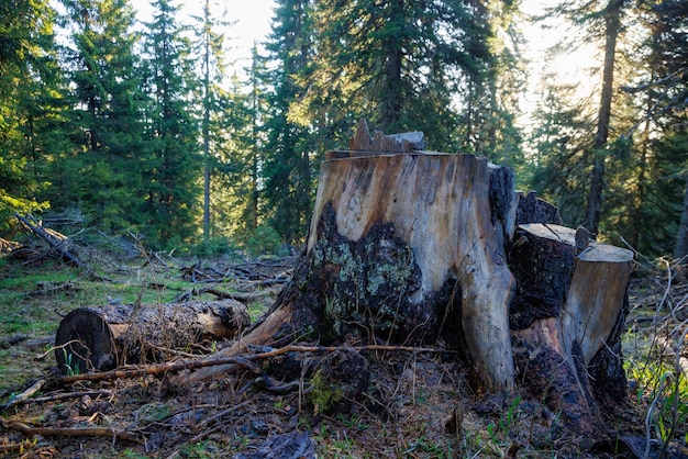 An stump covered with moss is located on a clearing in a spruce forest