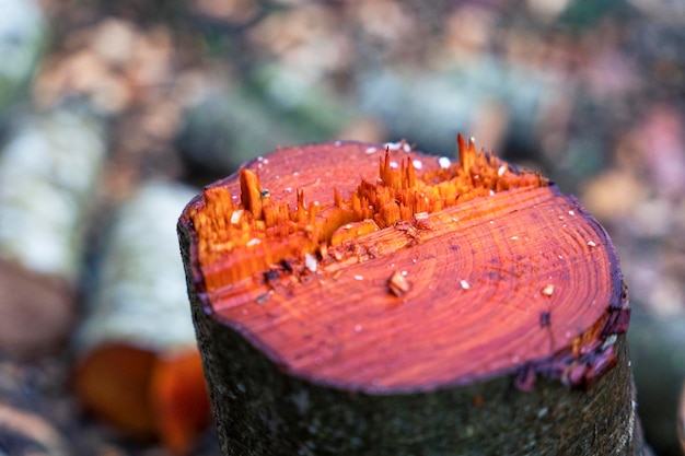 Stump cut down trees Cutting down trees forest destruction