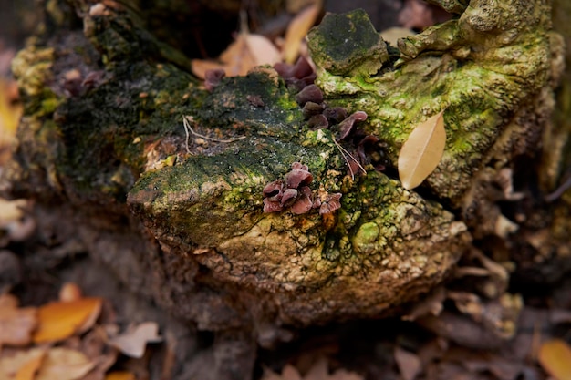 녹색 이끼로 덮인 숲의 그루터기 녹색 이끼가 있는 오래된 그루터기