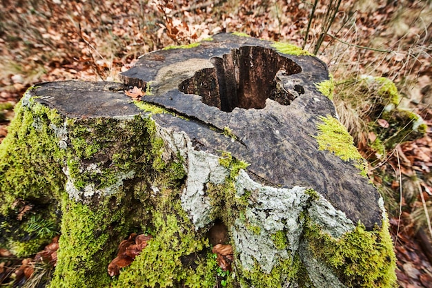 Stump in the forest a plan view illustration of a tree trunk in
section moss green dry leaves lie ar...
