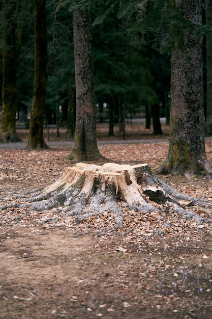 Stump from a large felled tree covered with moss in the forest
among trees and fallen leaves