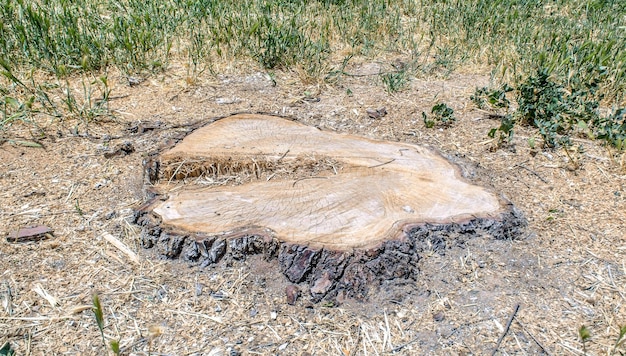 Stump from the sawn wood