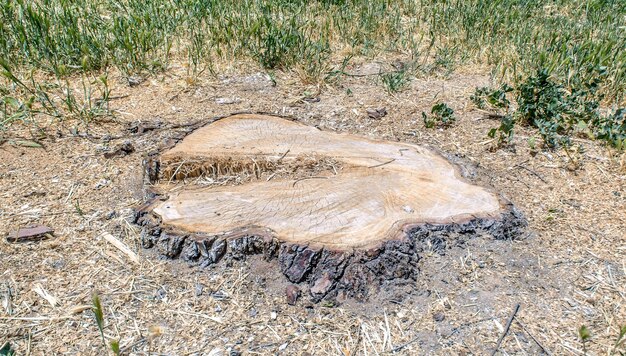 Photo stump from the sawn wood