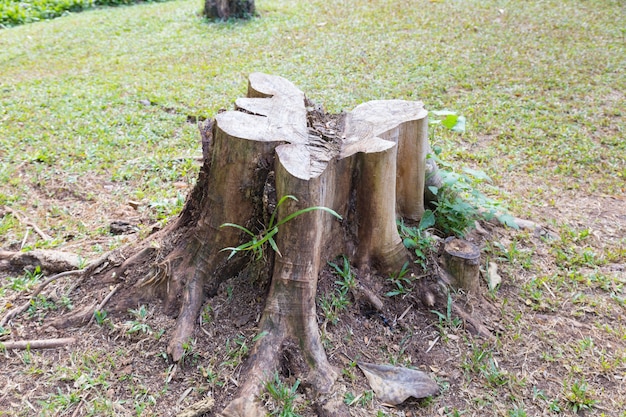 草の中で切り株。