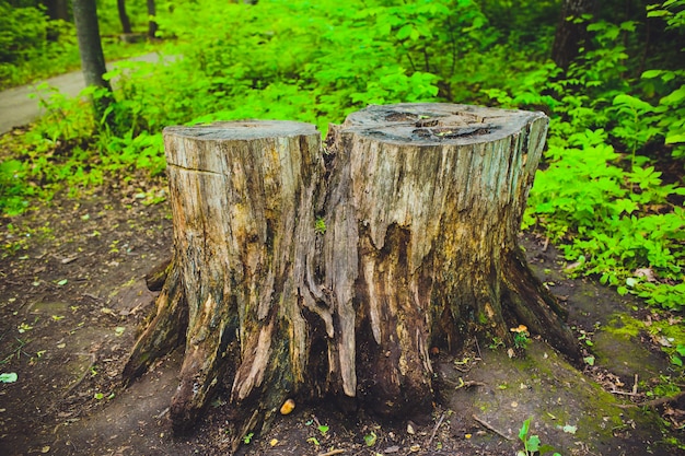 Foto ceppo su erba verde o graden