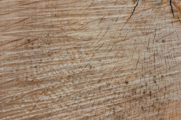 Stump of oak tree felled section of the trunk with annual rings Wood pattern Wooden cross section Wooden texture