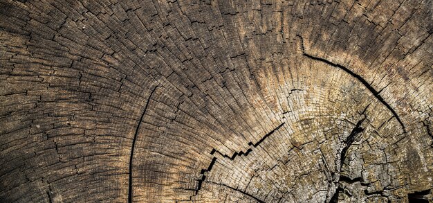 Stump of oak tree felled - section of the trunk with annual rings.