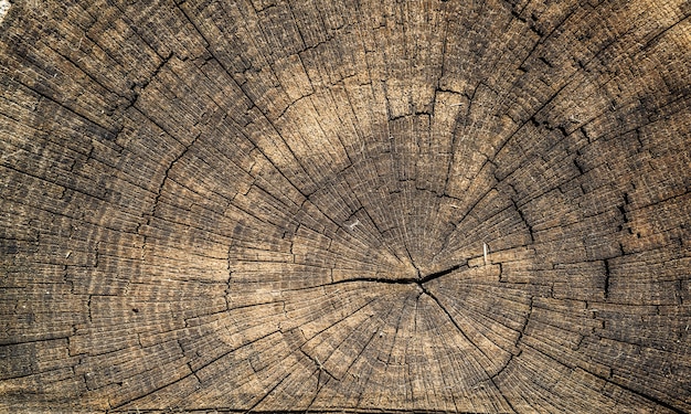 Stump of oak tree felled - section of the trunk with annual rings.