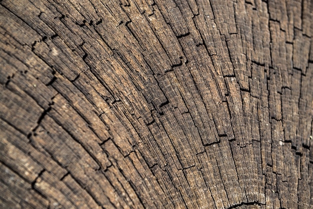 Stump of oak tree felled - section of the trunk with annual rings.