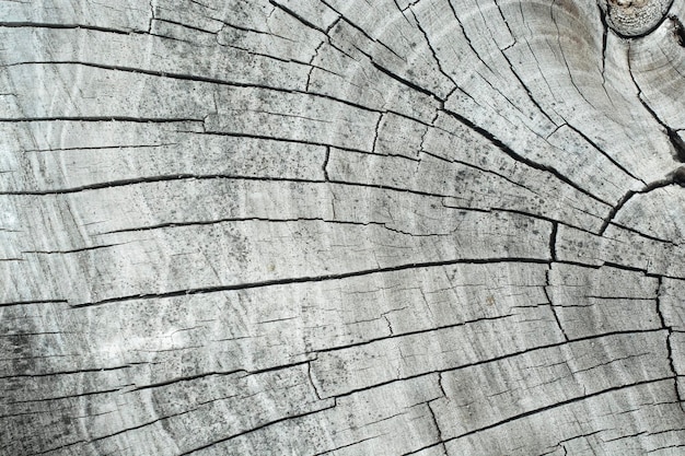 Stump of oak tree felled section of the trunk with annual rings