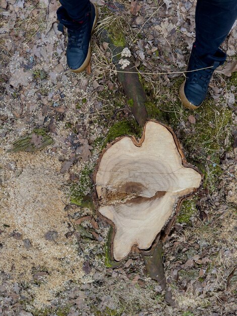 The stump of a sawn tree in a spring park during a thaw sawdust around the stump mens feet in black