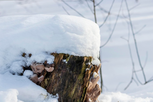 A stump under the snow in the winter forest