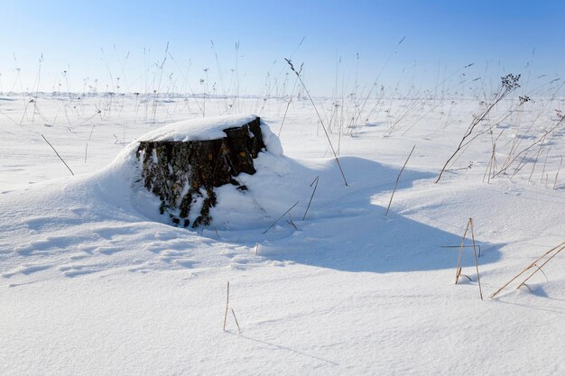 雪の下の切り株