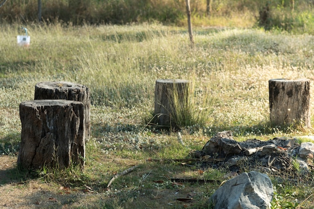 Stump tree plant on green grass field