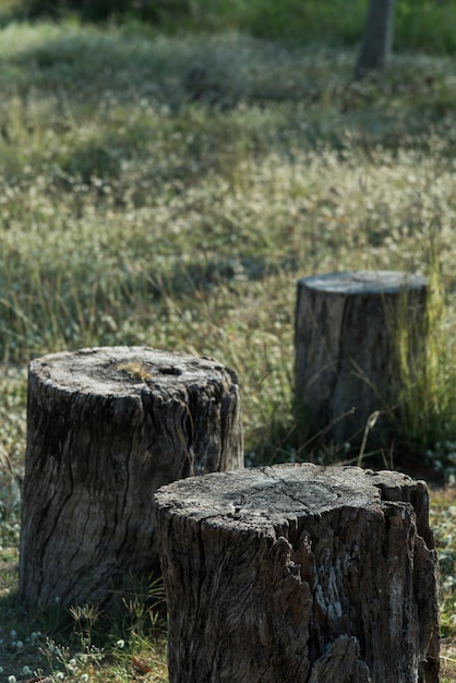 Pianta dell'albero del ceppo sul campo di erba verde