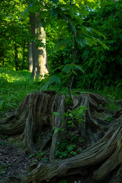 Stump with green leaf on it sprout