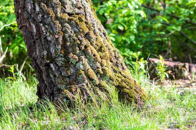 Ceppo con muschio nella foresta di autunno. vecchio ceppo di albero coperto di muschio nella foresta di conifere, bello paesaggio. concetto di natura verde