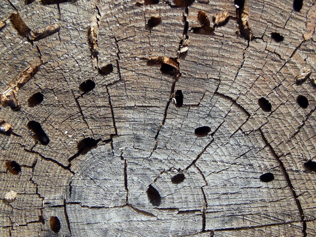 Photo stump wood texture