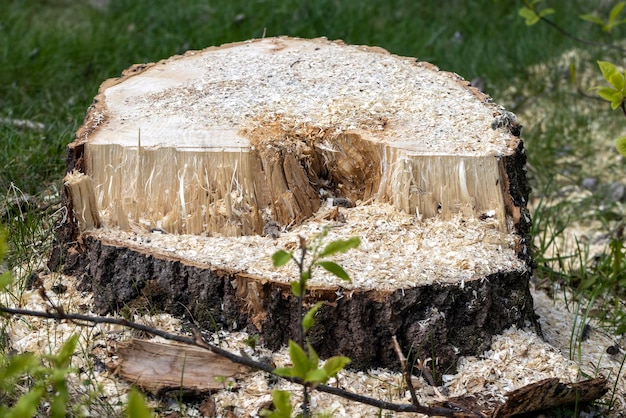 Stumps and branches left after logging in the forest