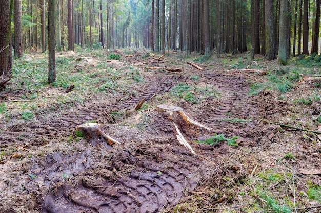 stumps, branches and tire wheels trace in a forest