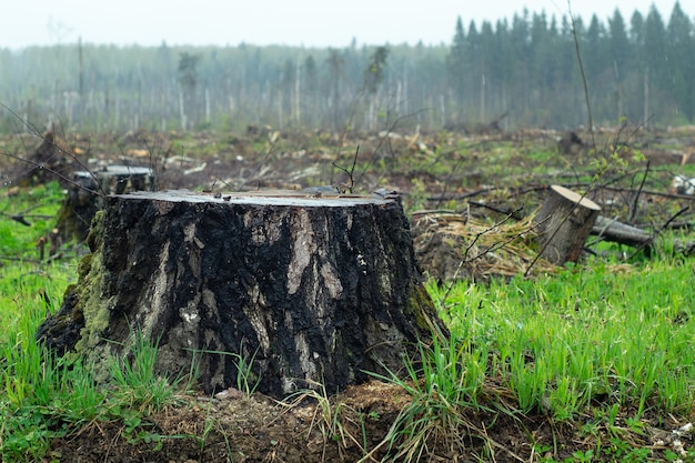 Stumps of felled trees on the forest glade