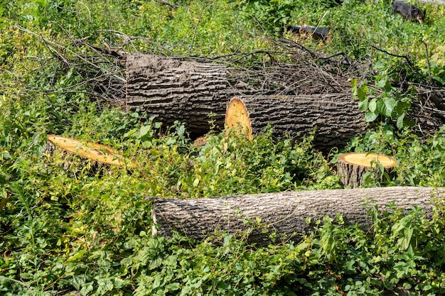 Photo stumps and logs lie in a clearing in the forest after illegal felling of trees in the forest deforestation europe