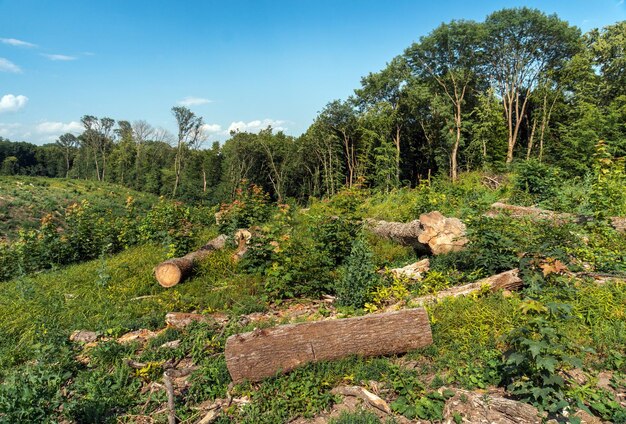 Photo stumps and logs lie in a clearing in the forest after illegal felling of trees in the forest deforestation europe