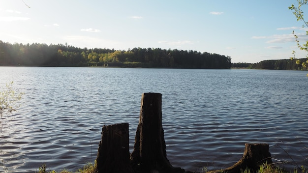 Stumps on the river