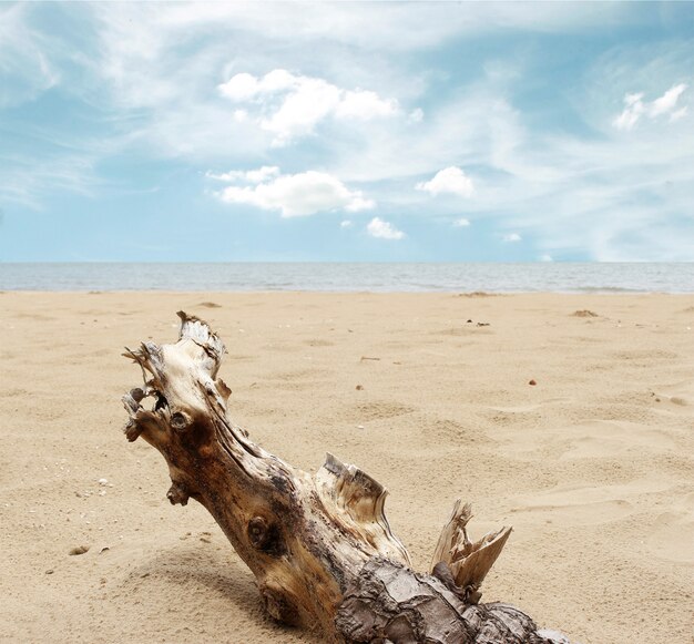 Stumps in the sand with blue sky