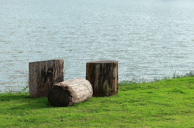 Stumps on the waterfront in the park