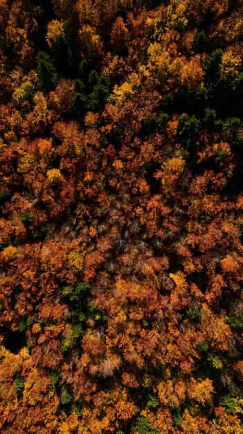 Stuning Fall Foliage in het herfstseizoen boven Woodlands Aerial Top Down Drone View