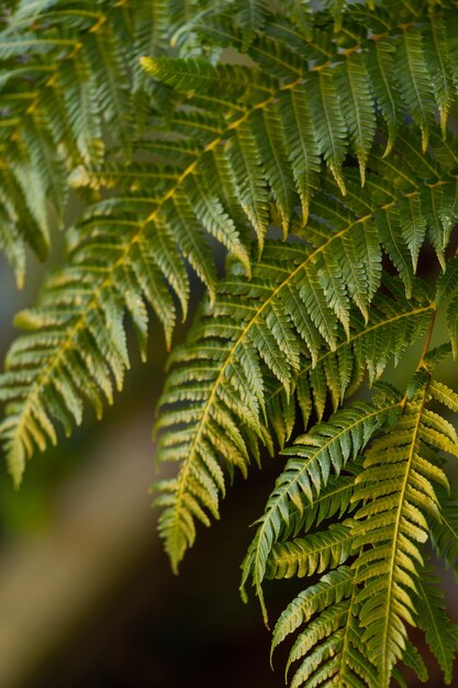 The stuning fern leafs