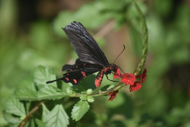 Stunning action photo of a butterfly polinating a flower