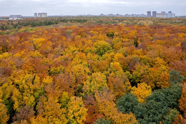 Stunning aerial view of forest during autumn season