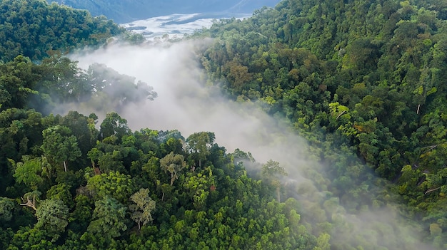 stunning aerial view of a tropical rainforest with clouds formed from water vapor released