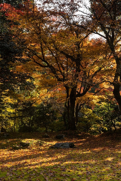 일본 정원에서 역광의 멋진 가을 나무.