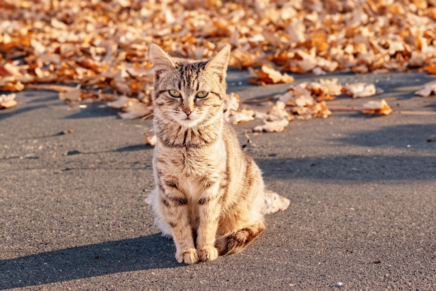 見事な美しさの猫の芸術的なポーズ