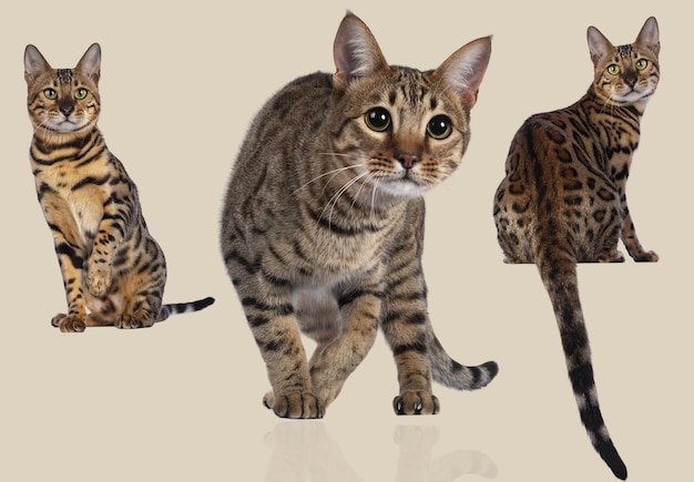 stunning bengal cats standing together on a beige surface
