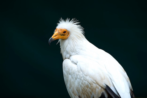 写真 野生の自然の中で見事な鳥の肖像画